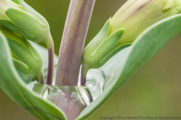 Rainwater gathered in the leaves of the shell-leaf penstemon - adding a little extra beauty to these gorgeous plants.