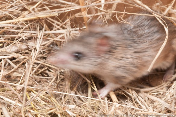 This one came out almost too sharp to be useful, but it does show the pointy nose that helps distinguish the grasshopper mice from other species.