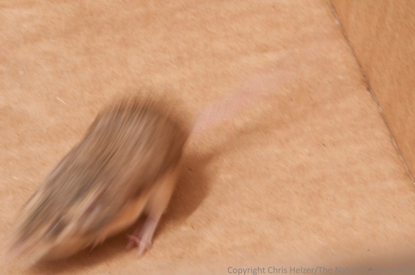 This might be my favorite photograph of the batch.  Note how easily you can see the smudge of light-colored fur beneath the blurry ear, and the indistinct yellowish streak along the body.  Along with size, those are the distinctive characters that best separate these pocket mice from other species.