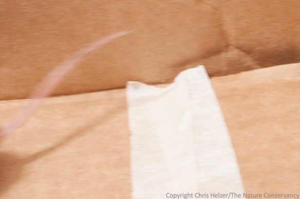 Here's an even better shot of the tail, without any of the distractions of the mouse's body itself.  This is how I often see mice in the field (except for the cardboard box, of course). 