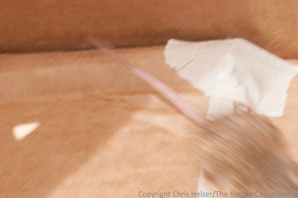Here's a great shot of the long blurry tail pocket mice are known for.  Note how pink it is as it streaks past...