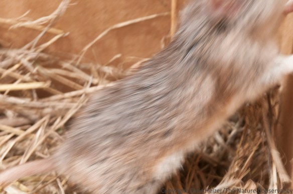 When we put the grasshopper mouse in the box, I experimented with providing a more natural background of dried grasses.  I'm not sure yet if I like the effect.  It almost seems like it distracts from the subject... 