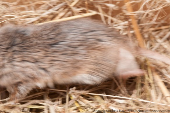 Note the larger size, fuzzier (and shorter) tail, and grayer fur of this grasshopper mouse as it streaks past.
