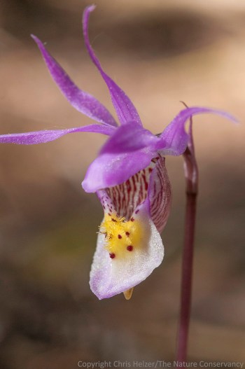 Venus's slipper orchid, aka Fairly slipper orchid (Calypso bulbosa).  