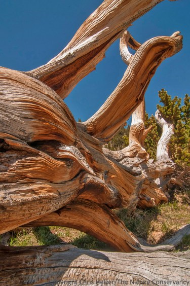 Bristlecone pine