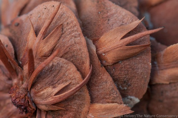 Douglas fir cone.