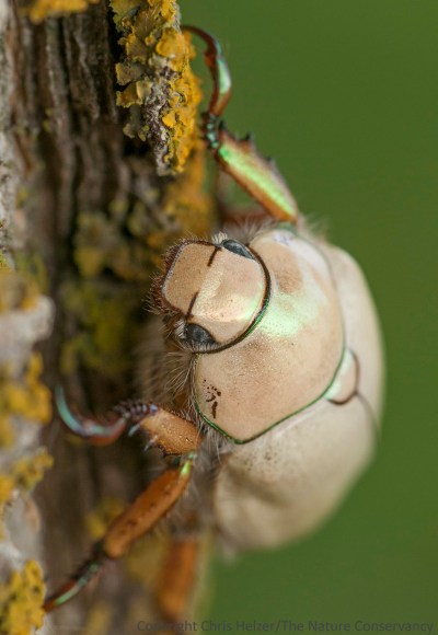 Just before we left, my sons and I appreciated the beauty of this goldsmith beetle that had been hanging around the visitor's center lights the night before.  I'd put it in a container to save for the boys to see when they got up, so we released it before we left and it graciously hung around for a few photos.