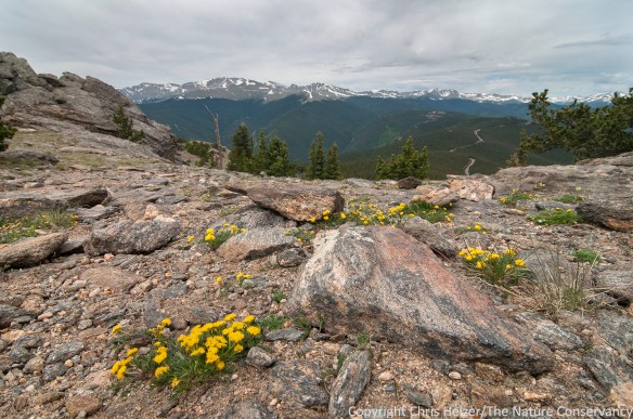 Favorite part of mountains are above the tree line.