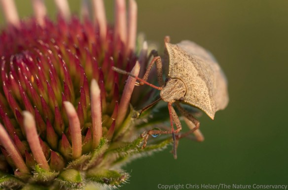 A stinkbug on purple coneflower.