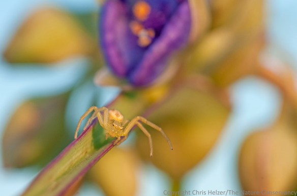 Crab spider on Ohio spiderwort.