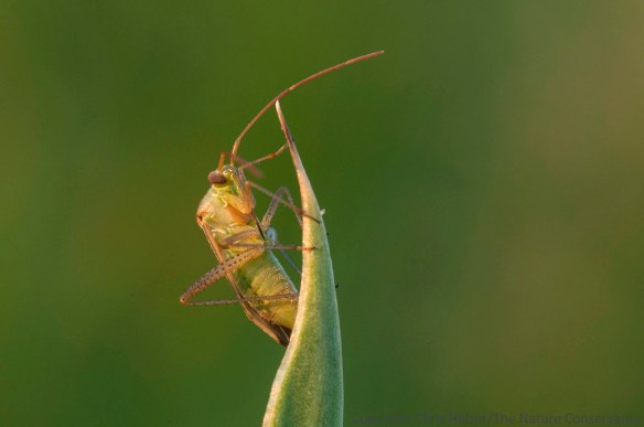 A bug (Hemiptera) sits perched in the late day sunlight.