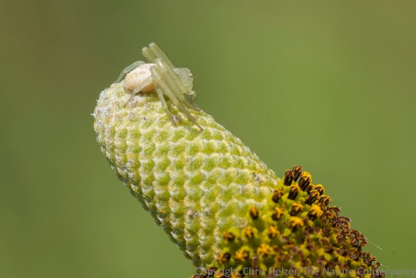 Crab spider on upright prairie coneflower.  The Nature Conservancy's Platte River Prairies, Nebraska.