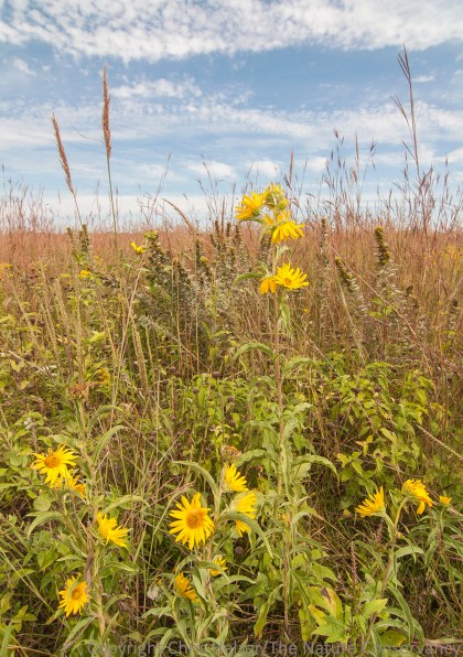 Late August is a great time to visit the Platte River Prairies - the grasslands are loaded with yellows and golds, accented with pinks and whites, and rich with texture.
