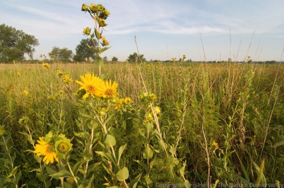 We usually see rosinweed in lowland areas of our prairies, surrounded by other lowland tallgrass prairie plants.  