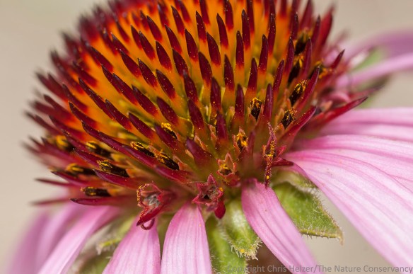Echinacea angustifolia