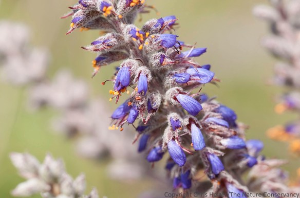 If I didn't know leadplant (Amorpha canescens) was a legume, I'd never guess by looking at the flowers.