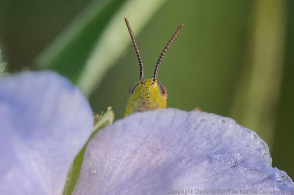 Grasshopper on spiderwort