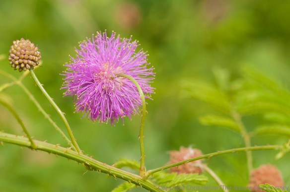 Here's the same flower, photographed from slightly further away to give you a little context.