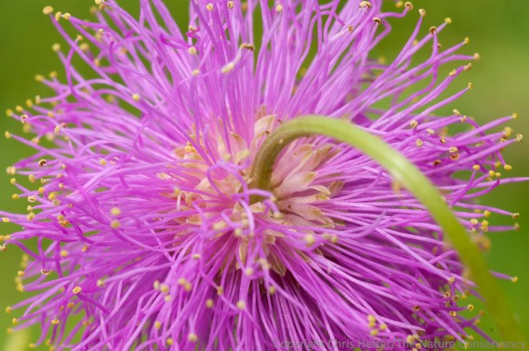A close-up photo of the flower of sensitive briar, aka cat's claw, aka Mimosa quadrivalvus, aka Schrankia nuttallii.