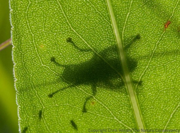 The silhouette of a fly on a stiff goldenrod leaf.  Helzer Family Prairie, Stockham, Nebraska.