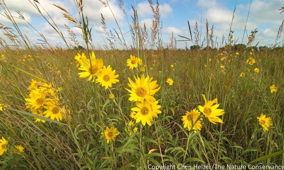 Maximilian sunflower (Helianthus maximiliani) is a native wildflower commonly seen in roadsides this time of year.