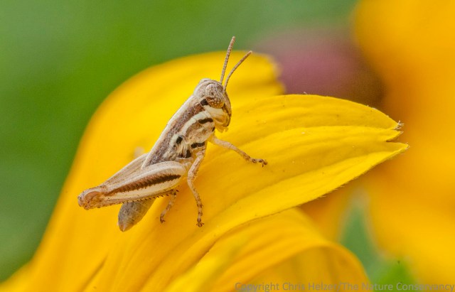 As with the plant hopper, I think this grasshopper nymph simply used the flower as a landing pad when I flushed it as I walked up.
