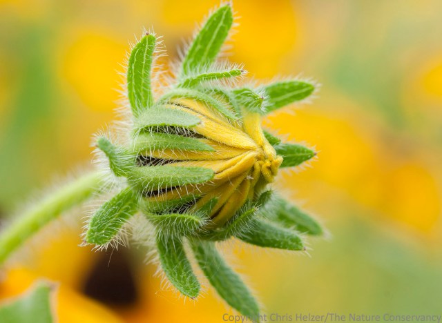 Even before they bloom, black-eyed Susans are attractive.  (They're also very attractive when they're done blooming - especially in the early fall when their brown dried petals are still hanging on.