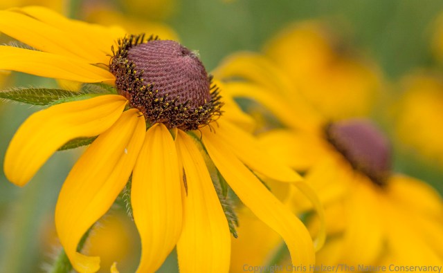 What is more wildflowery than the black-eyed Susan (Rudbeckia hirta)?