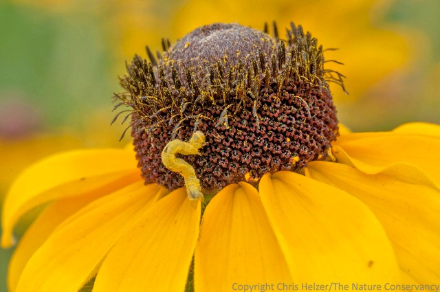 This inchworm is apparently attracted more by the forage value than the aesthetic value of this flower.