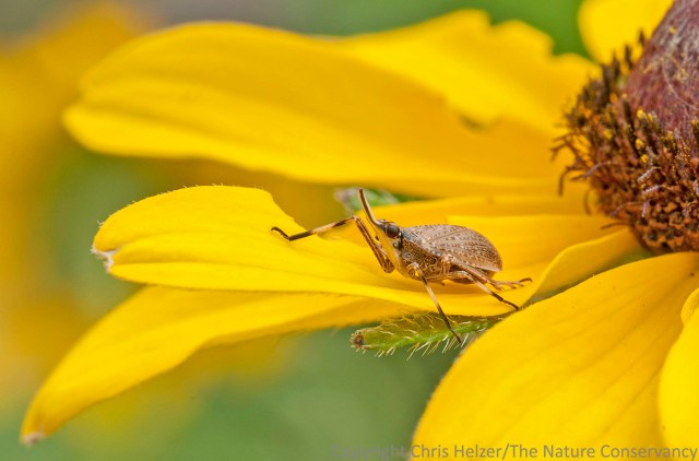 I don't think this plant hopper was feeding on black-eyed Susans - it flew in and landed while I was admiring the flower, so i photographed it.