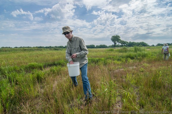 Here is Sam harvesting seeds along a restored Platte River wetland this summer.  