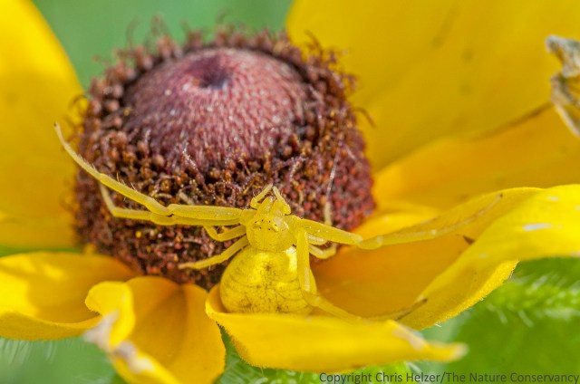 This crab spider would be glad to have a meal while on the flower, but it's hoping for more protein than the flower can provide.  Flower visitors beware!