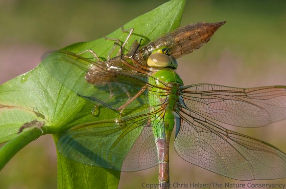 A green darner dragonfly and the larval exoskeleton it had only recently escaped from.