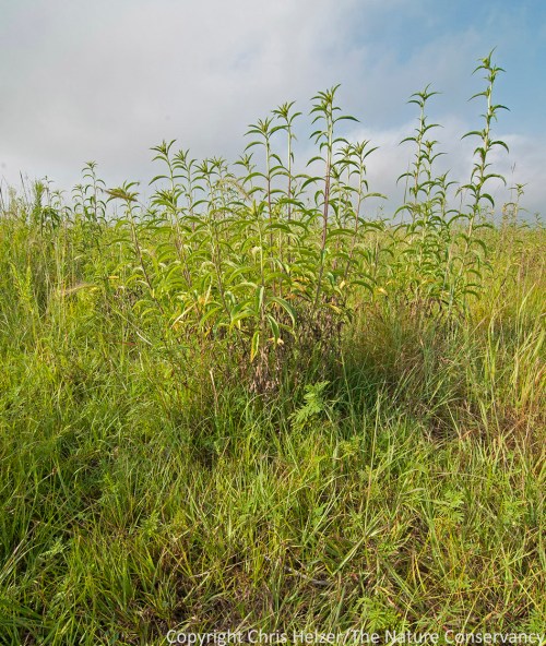 This prairie was burned and grazed with a fairly light stocking rate last year.  It has not been grazed this year.  When I walked it this week, I was looking at the vigor of the dominant grasses (still low) and the wildflowers (high).  I also wanted to see if it had maintained the mixed-height habitat structure I was hoping for (it had).