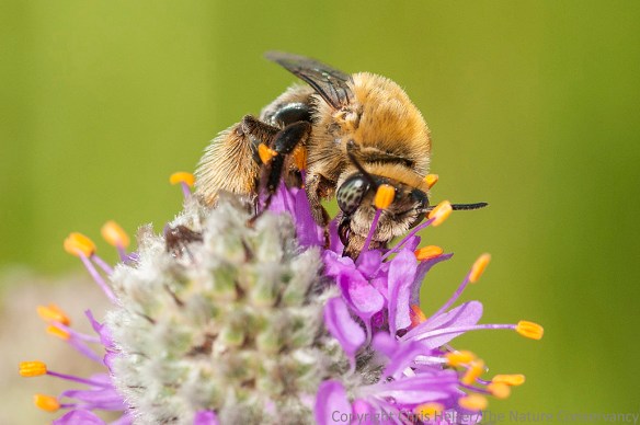 This bee appeared in a post earlier this week.  This is Photo C.