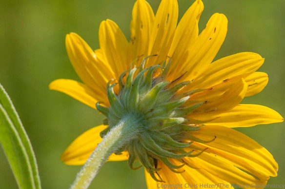 This photo of Maximilian sunflower (from the "wrong" side) is a little off-center and includes a bit of leaf to the left.