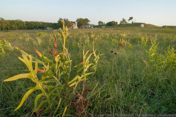 Annually-burned prairie near the headquarters of Konza Prairie near Manhattan, Kansas.  It has been very dry there since early summer, so much of the vegetation - including compass plant - is shorter than usual.  