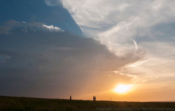 Checking small mammal traps at sunrise.