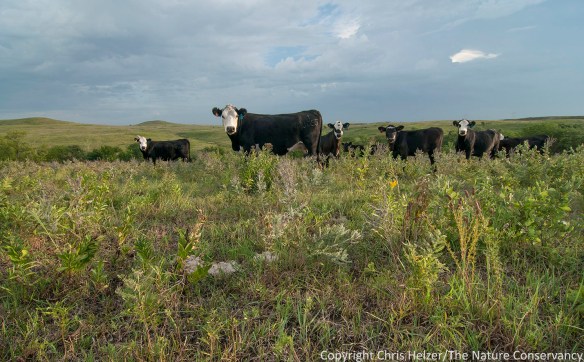 Patch-burn grazing was being used in a portion of Konza prairie.  These cattle were grazing in the most recently burned patch, creating habitat of short grass and tall forbs (wildflowers).  Ungrazed forbs in this photo includes leadplant and purple prairie clover.