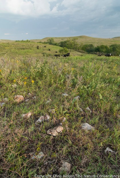 The Flint Hills prairie in Kansas is named for the shallow layers of bedrock beneath the surface.  There are also many scattered rocks in the prairie that are easier to find after a fire or grazing event opens up the vegetation.
