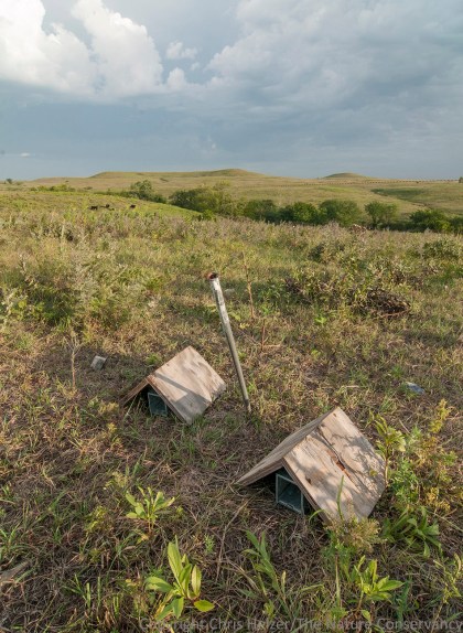Sherman live traps laid out in a grazed portion of the prairie.