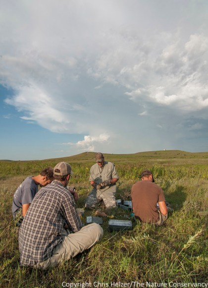 The crew watches Drew and his assistant, Kyle (right) examine and record data from captured small mammals.