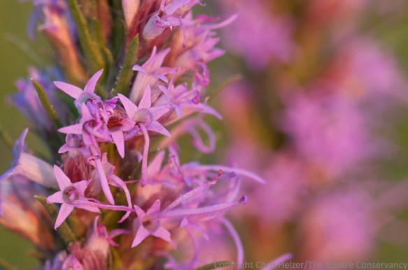 A close-up view of dotted gayfeather.