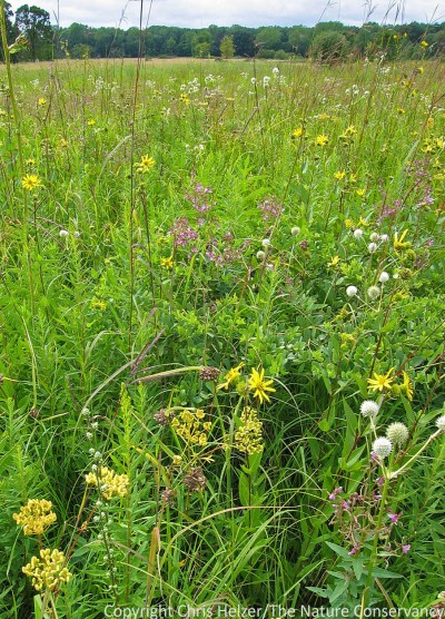 Frequently-burned prairie at the University of Wisconsin-Madison Arboretum.  Clearly, frequent fire is not incompatible with plant diversity...  