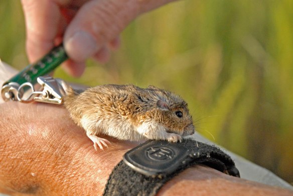 Pocket mouse. The clip on its tail is what is attached to the scale used to weigh them. While it is undoubtedly a little uncomfortable, there is no permanent damage. The clip is a helpful way to hold onto animals so I can take a photo. It’s essential to my study that I am able to document how the pelage (fur) color varies between individuals.