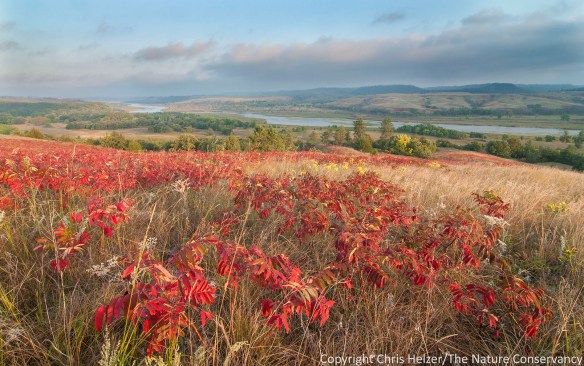 Smooth sumac and prairie along the Niobrara River at The Nature Conservancy's Niobrara Valley Preserve.