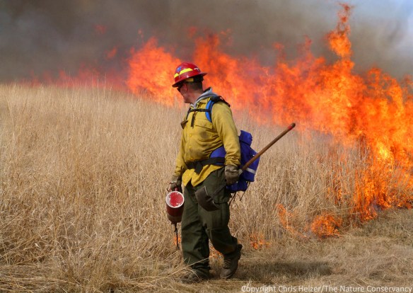 Prescribed burning is an important management tool, but its impacts on prairie communities can be complicated.