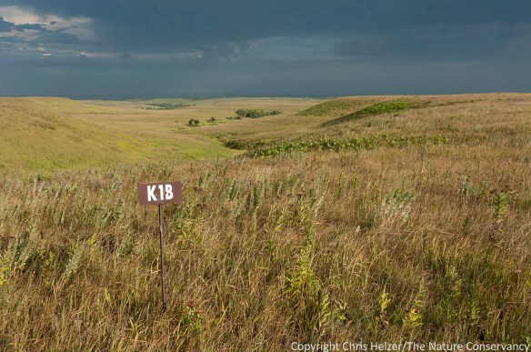 Annually-burned tallgrass prairie at Konza Prairie, in the Flint Hills of eastern Kansas.