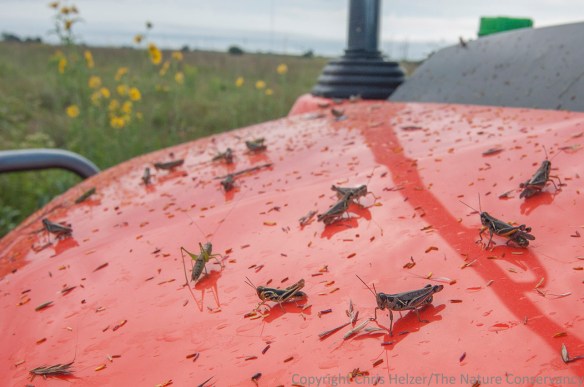 Vehicles driving through the prairie on a late summer morning are quickly covered with dew, grass pollen, and GRASSHOPPERS.