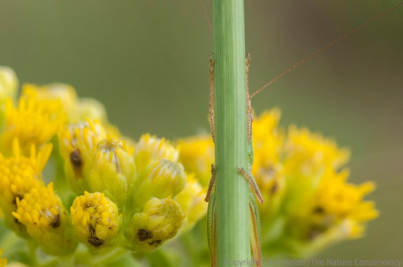 'Hoppers and their kin, but they can also be skilled at keeping themselves hidden when they see a potential predator.  This katydid didn't like me sticking my camera lens in its direction.
